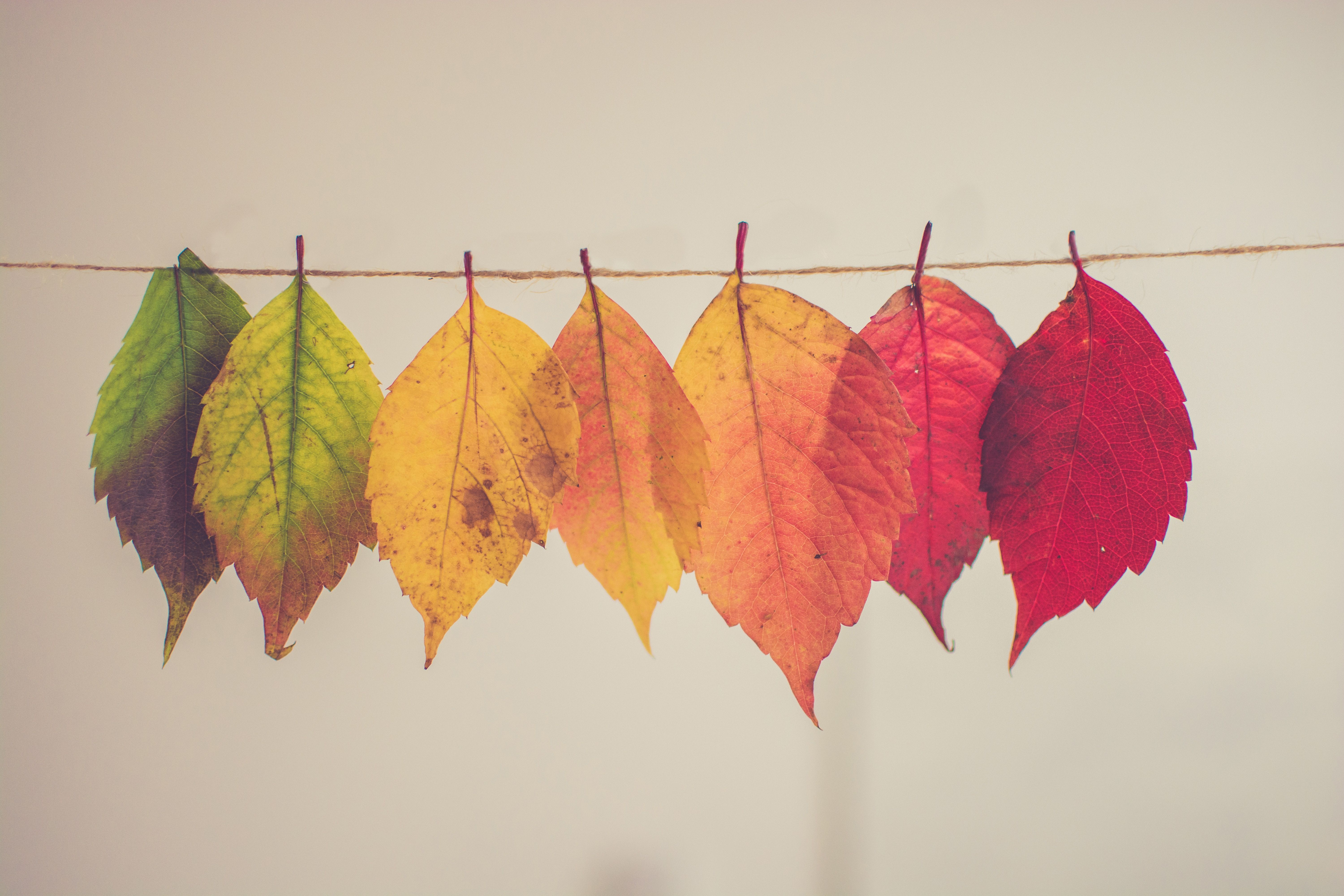 Autumn leaves hung on a string