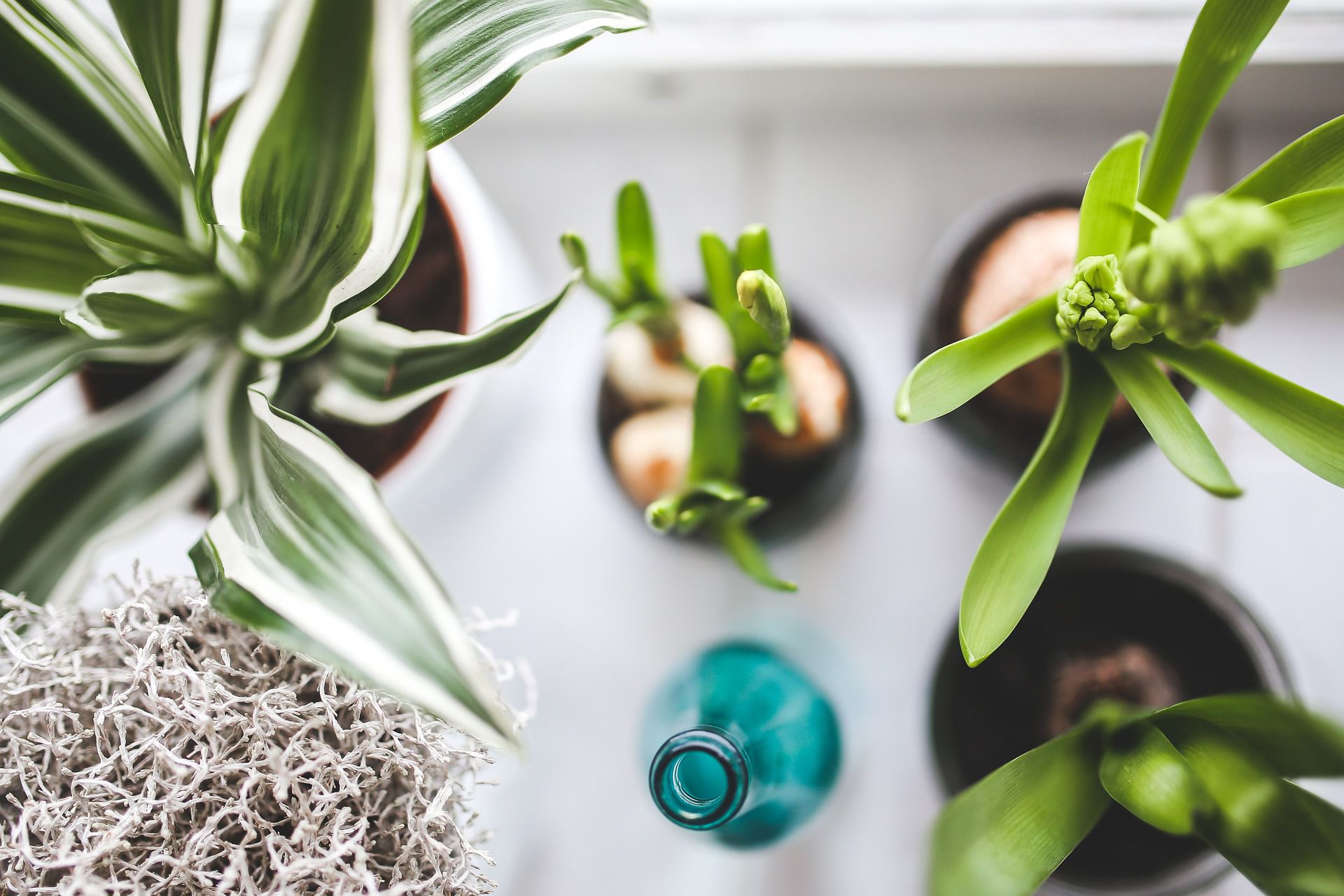 house plants near our wall mounted electric fires 