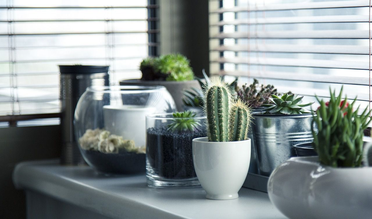 cactus on the windowsill